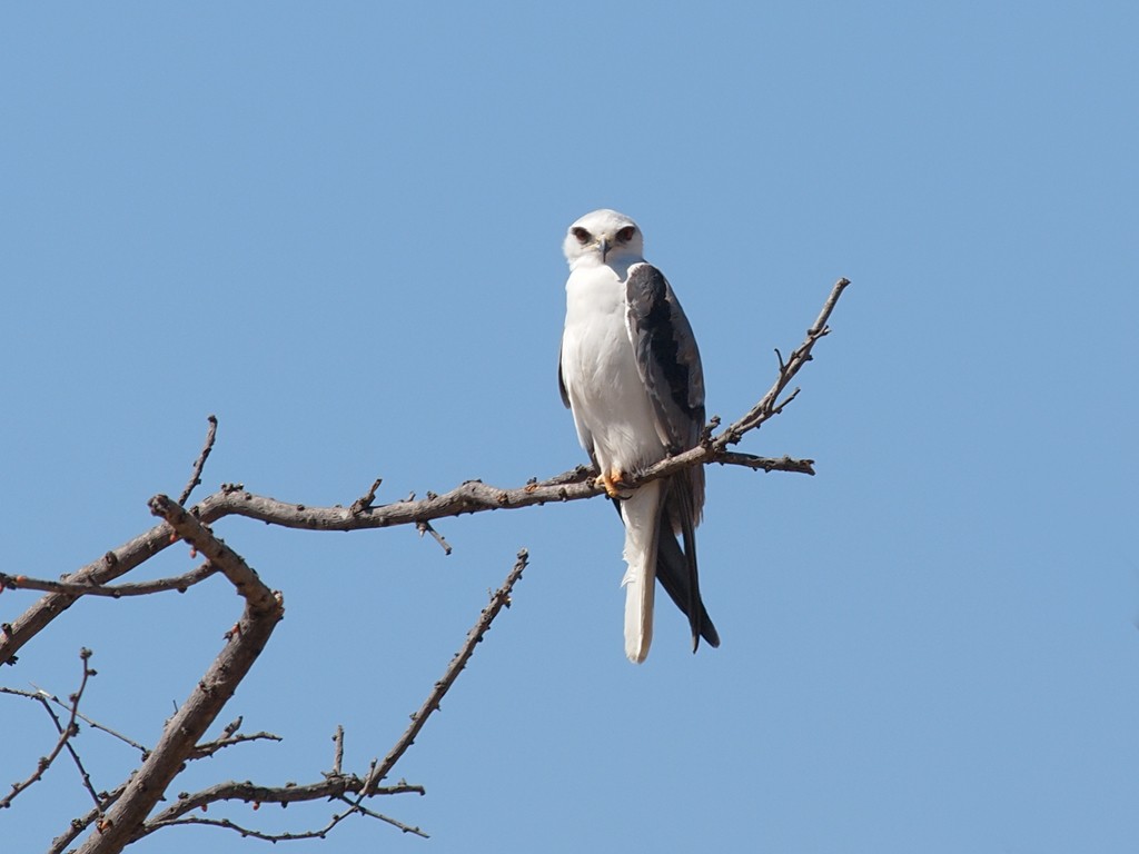 White-tailed Kite - ML624029708