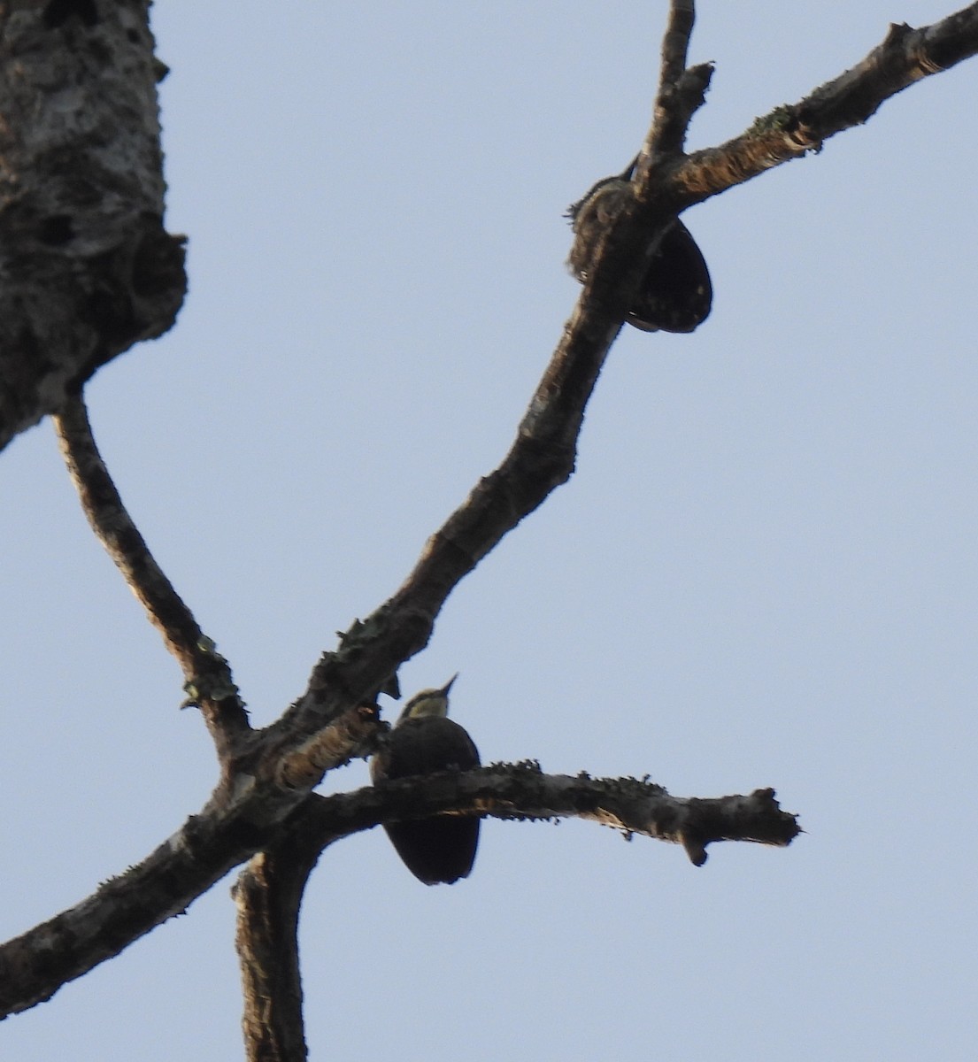 Heart-spotted Woodpecker - ML624029712