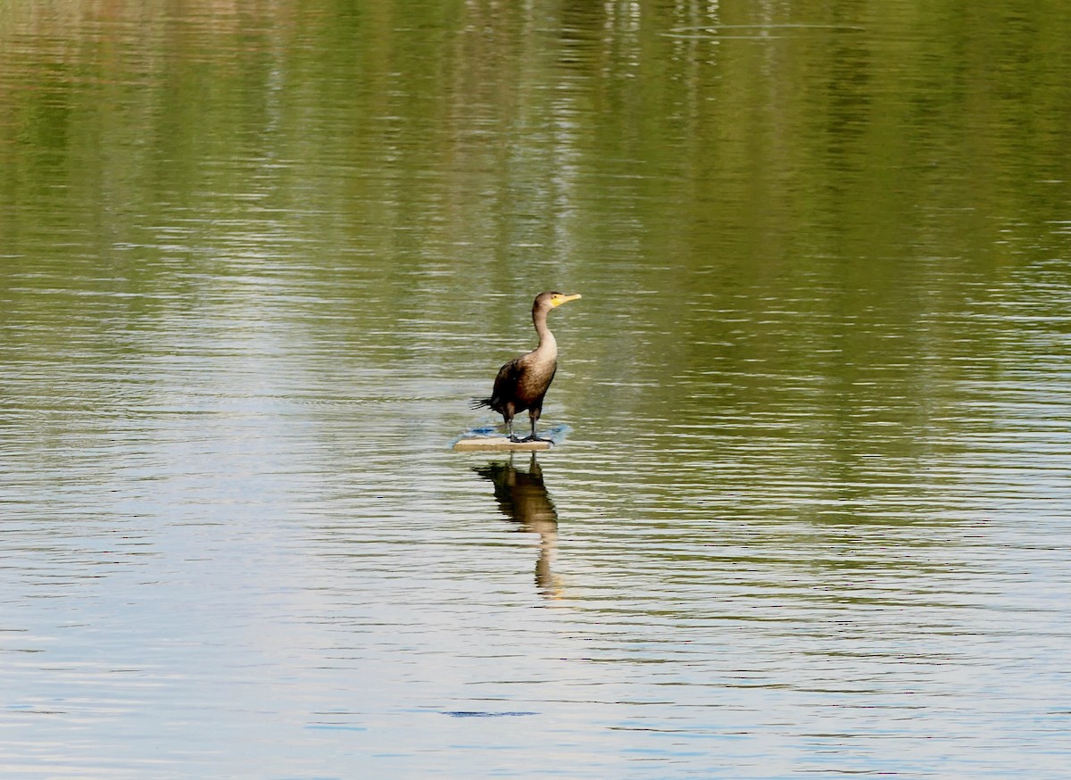 Double-crested Cormorant - ML624029722