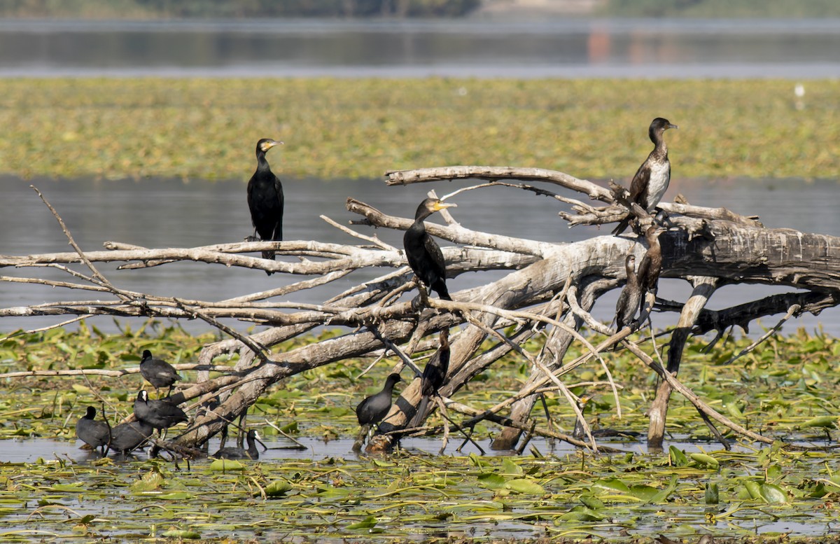 Pygmy Cormorant - African Googre