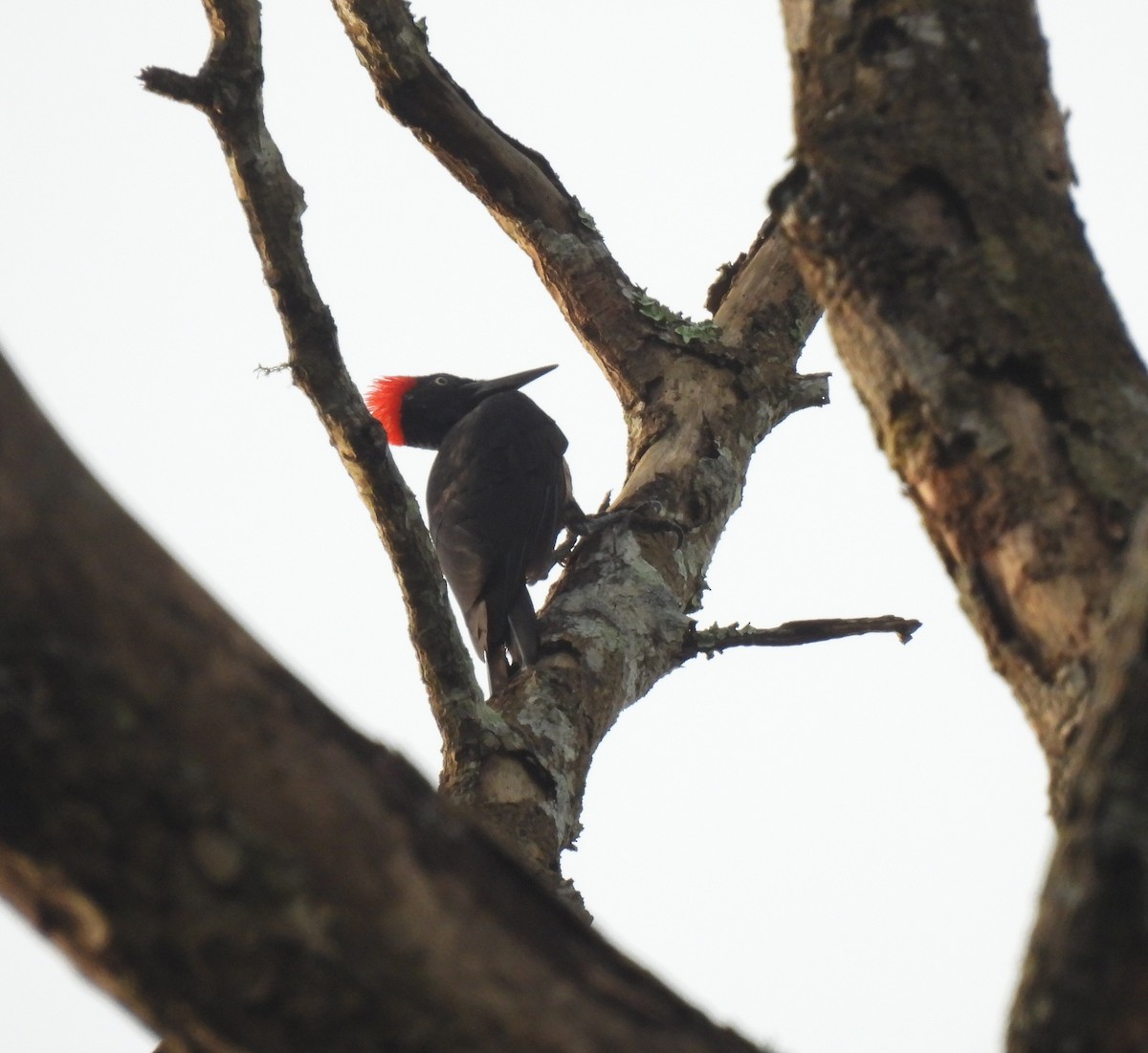 White-bellied Woodpecker - ML624029733