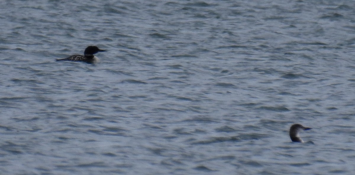 Common Loon - ML624029738