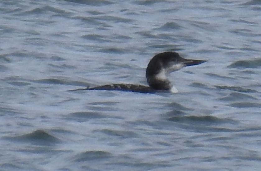 Common Loon - ML624029743