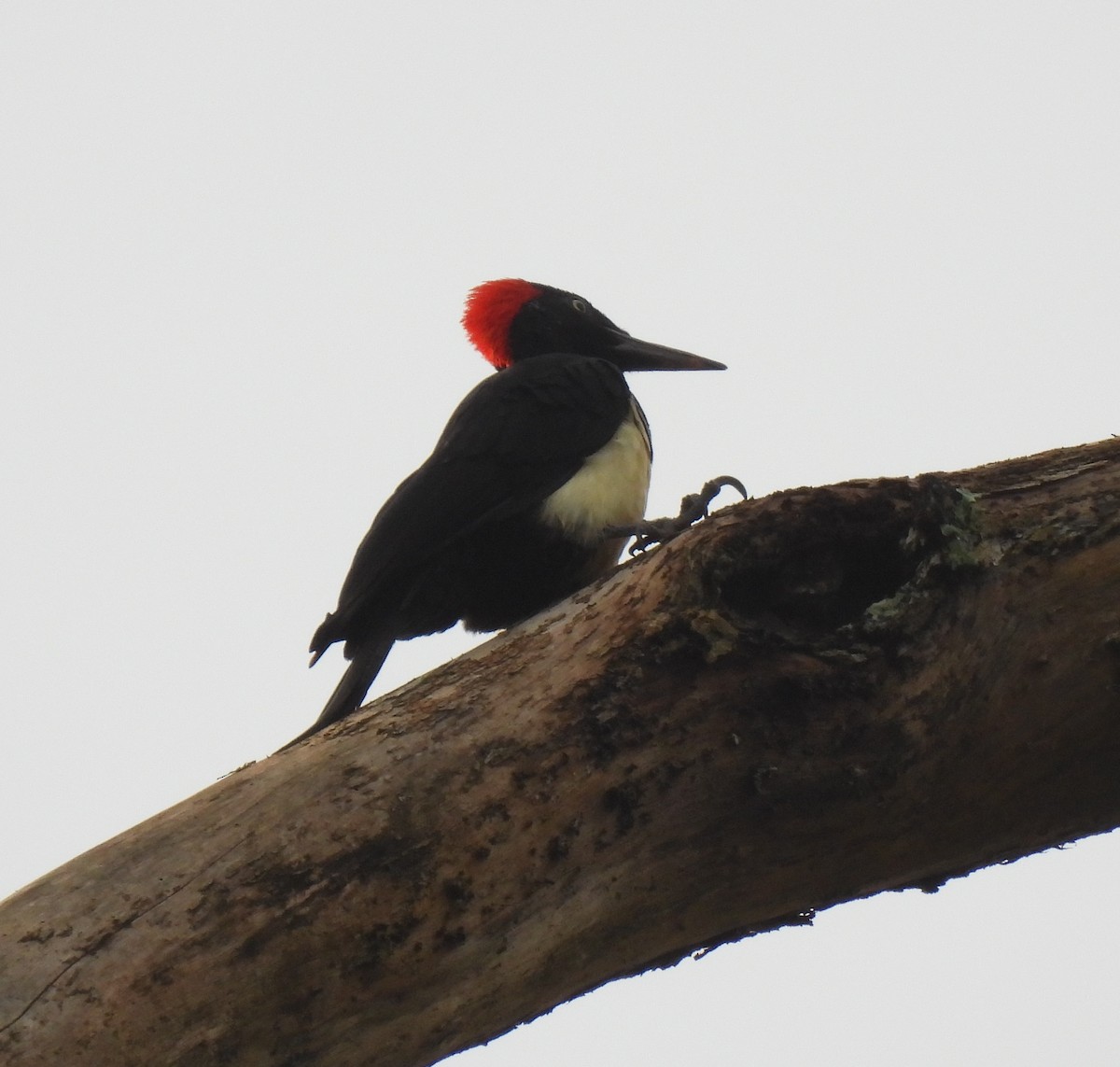 White-bellied Woodpecker - ML624029748