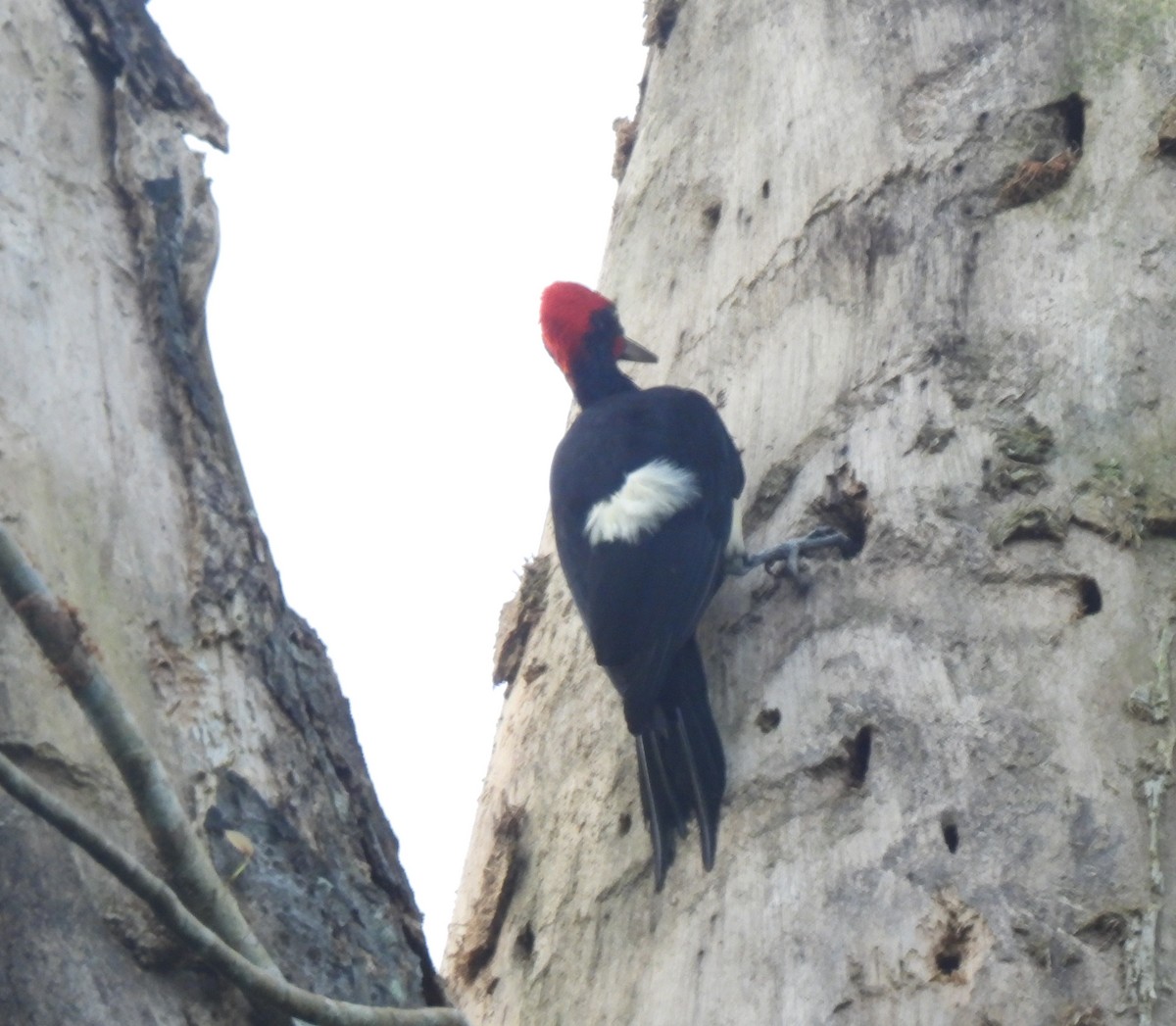 White-bellied Woodpecker - ML624029756