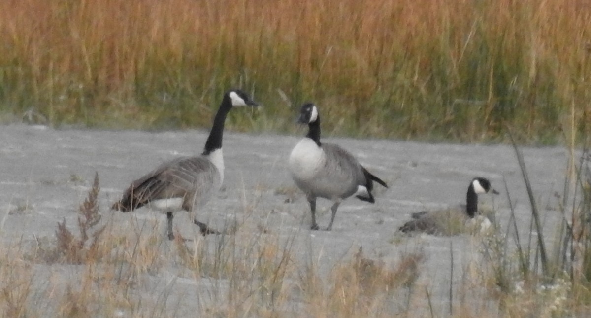 Canada Goose - ML624029759