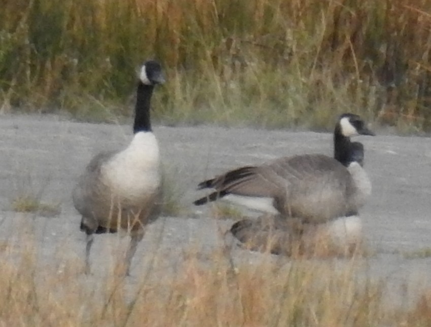 Canada Goose - ML624029763