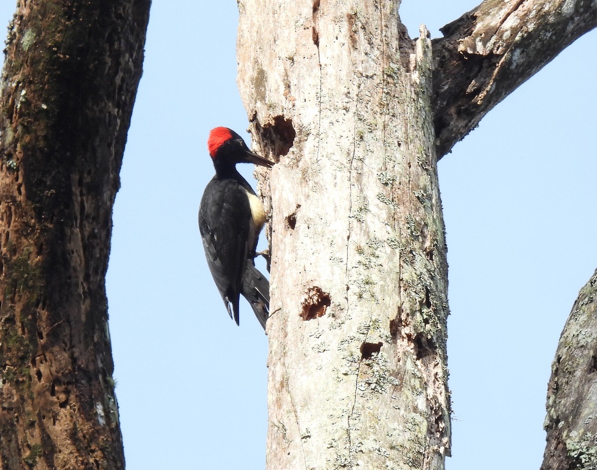 White-bellied Woodpecker - ML624029767