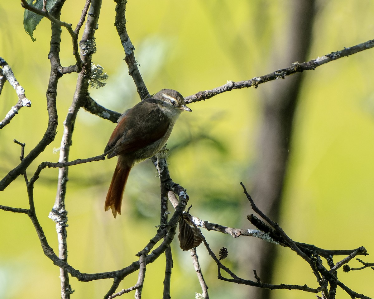 Line-cheeked Spinetail (Baron's) - ML624029787