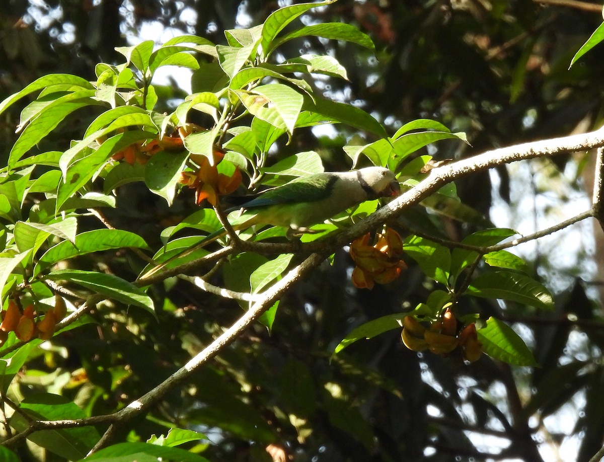 Malabar Parakeet - ML624029810