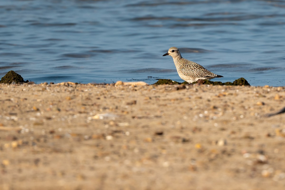 Black-bellied Plover - Bill Massaro