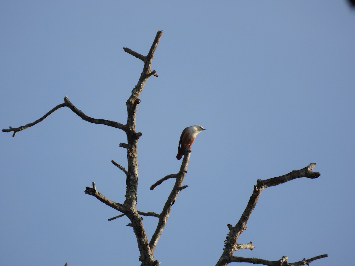 Malabar Starling - ML624029849