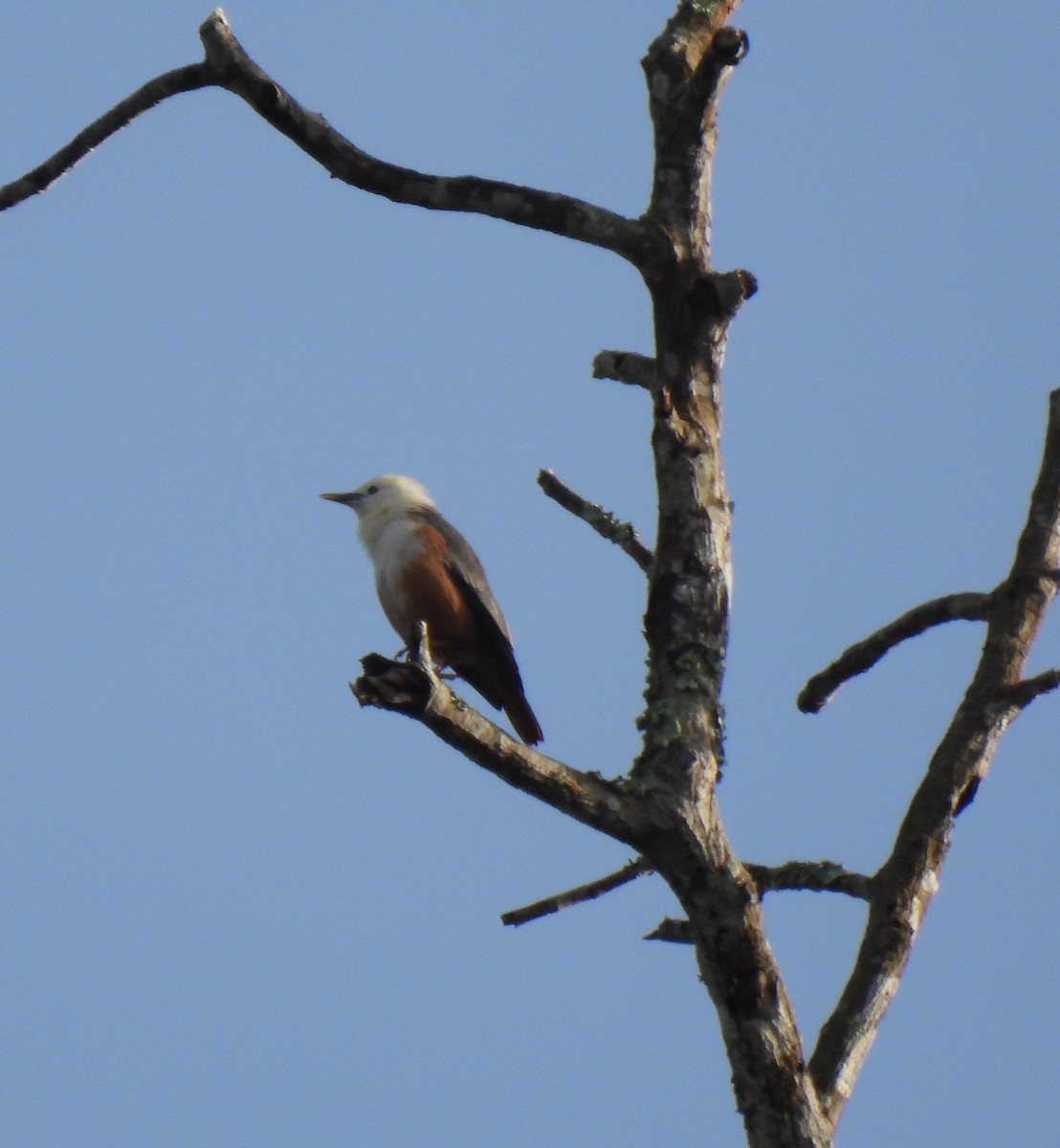 Malabar Starling - ML624029865