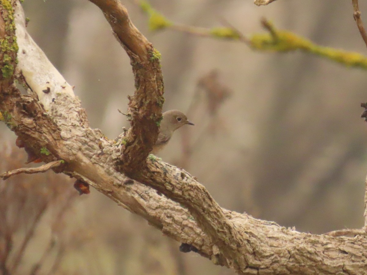 Common Redstart - ML624029884