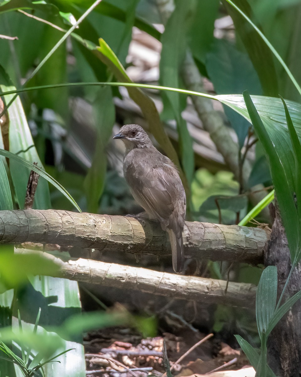 Red-eyed Bulbul - ML624029898