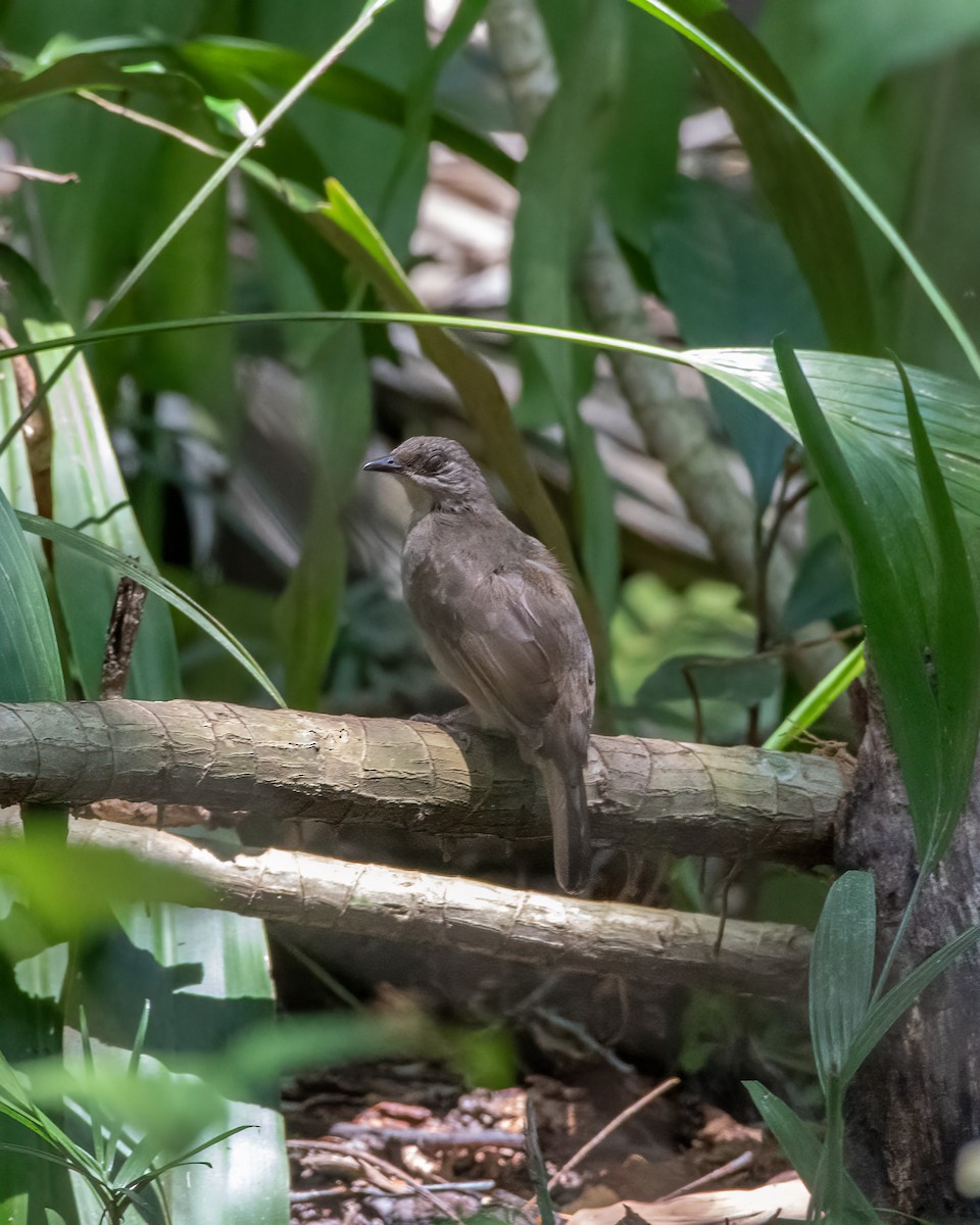 Red-eyed Bulbul - ML624029899