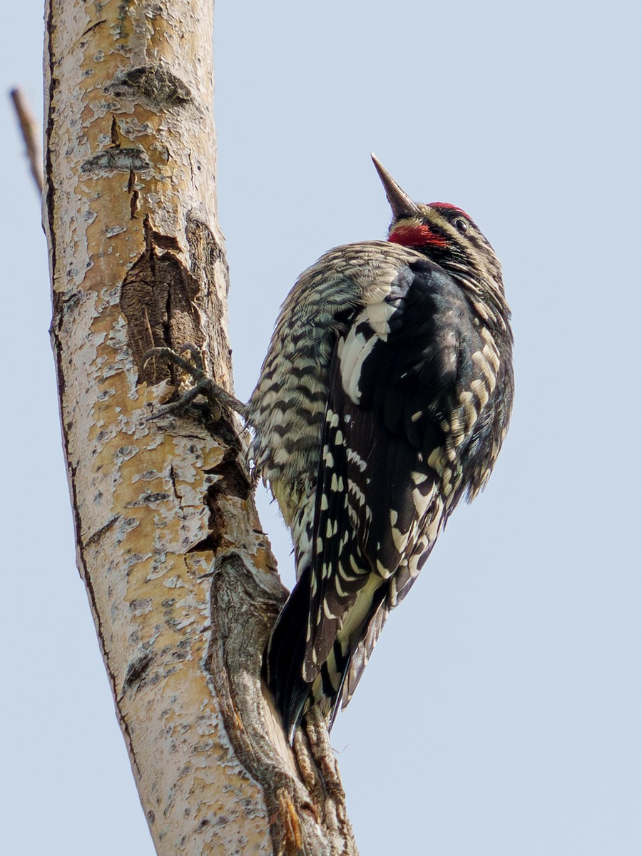 Red-naped Sapsucker - ML624029928