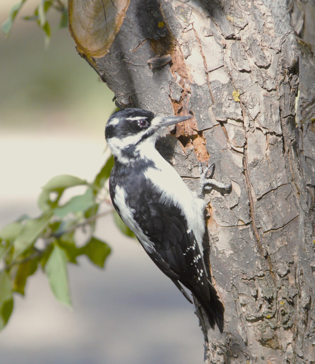 Hairy Woodpecker - ML624029930