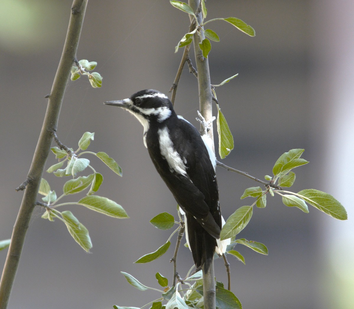 Hairy Woodpecker - ML624029931