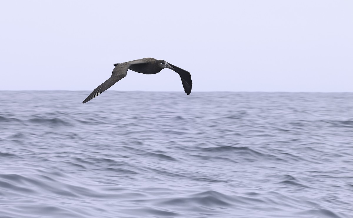 Black-footed Albatross - Bill Hubick