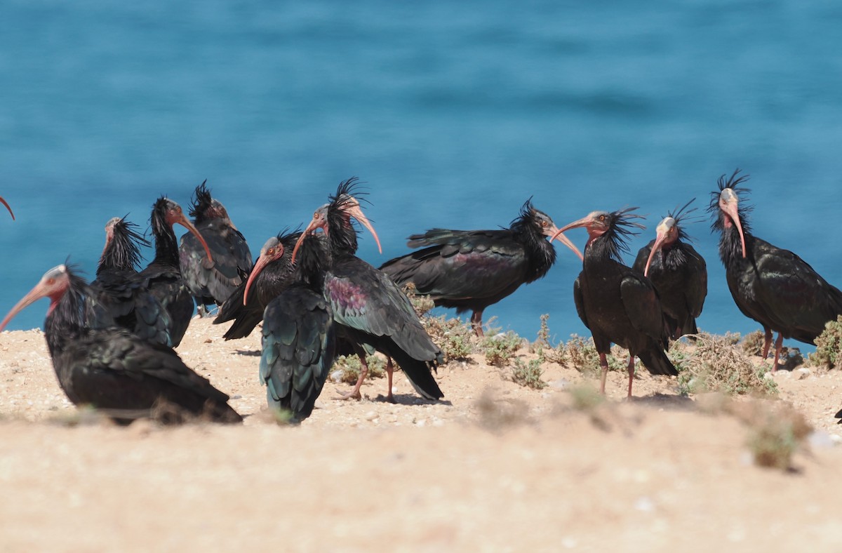 Northern Bald Ibis - Mark Stevenson