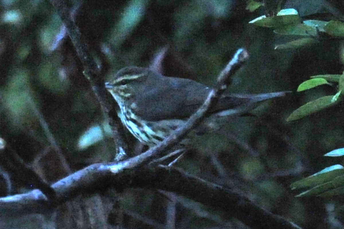 Northern Waterthrush - ML624029954