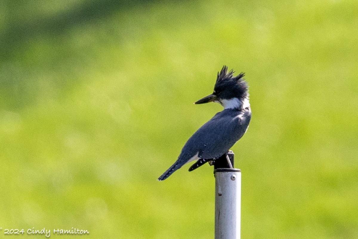 Belted Kingfisher - ML624029965