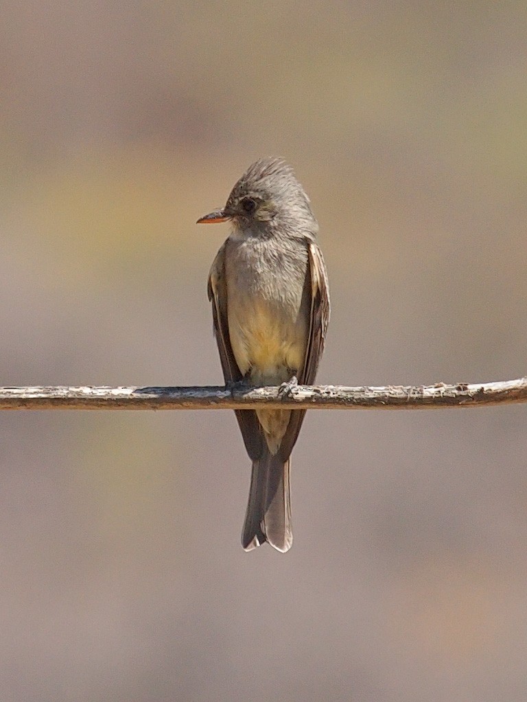 Greater Pewee (Mexican) - Oleg Chernyshov