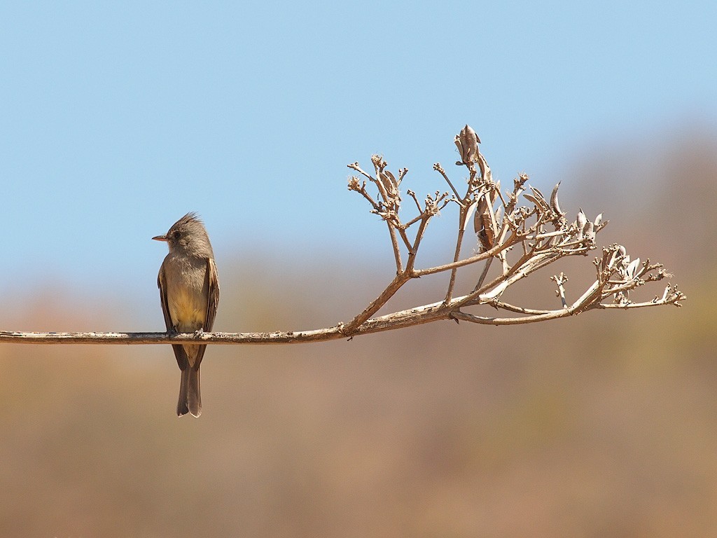 Greater Pewee (Mexican) - ML624029973