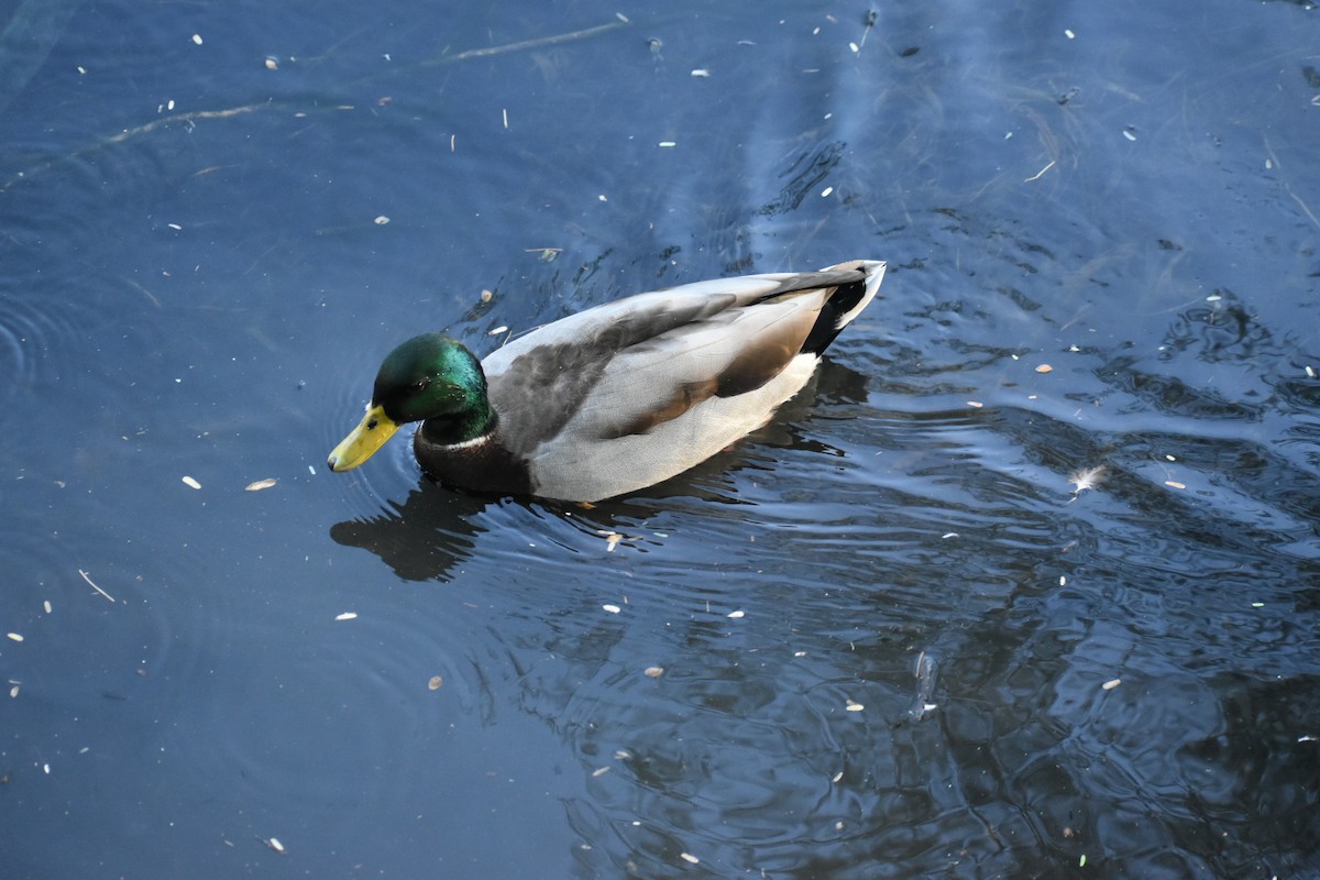 Mallard - ML624029984