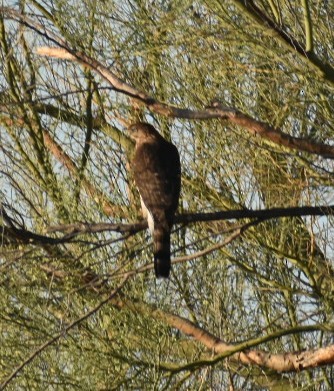 Cooper's Hawk - ML624029999