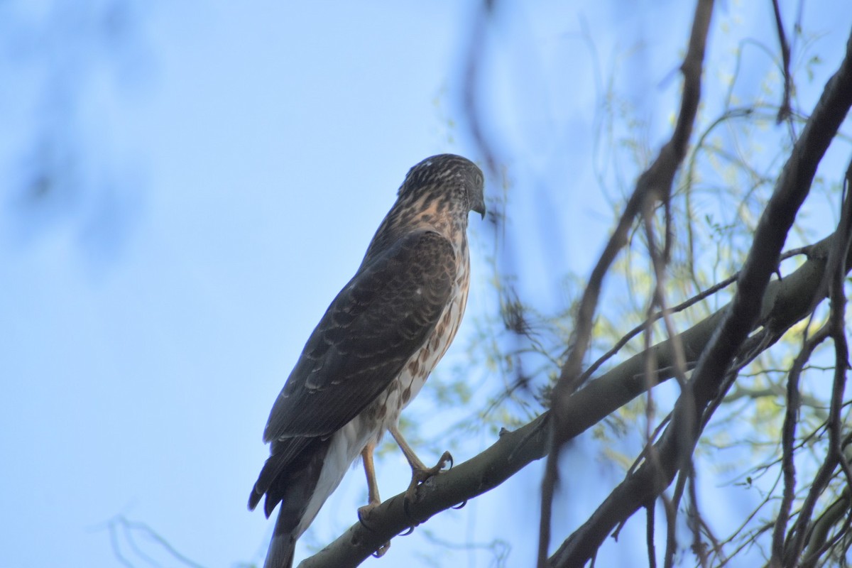 Cooper's Hawk - Terry Miller