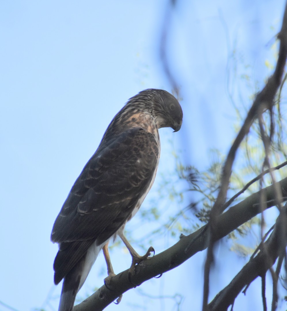 Cooper's Hawk - Terry Miller