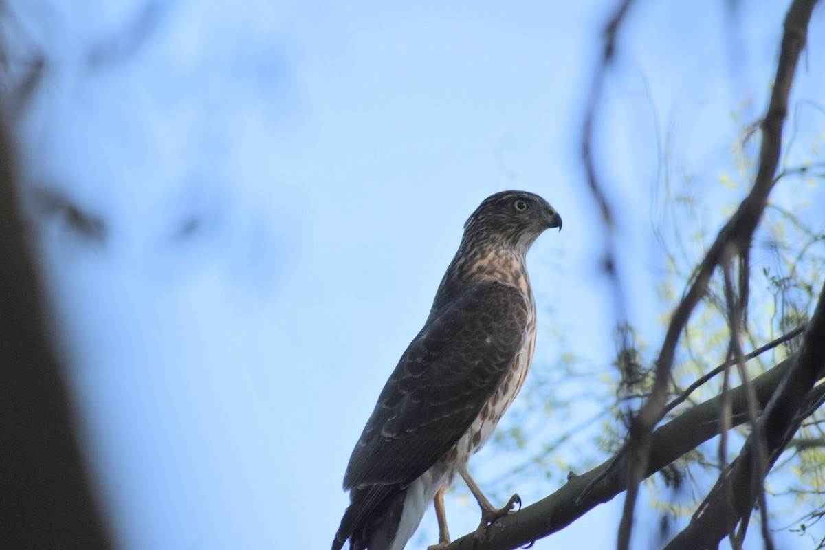 Cooper's Hawk - ML624030002