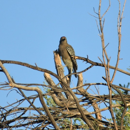 Gila Woodpecker - ML624030009