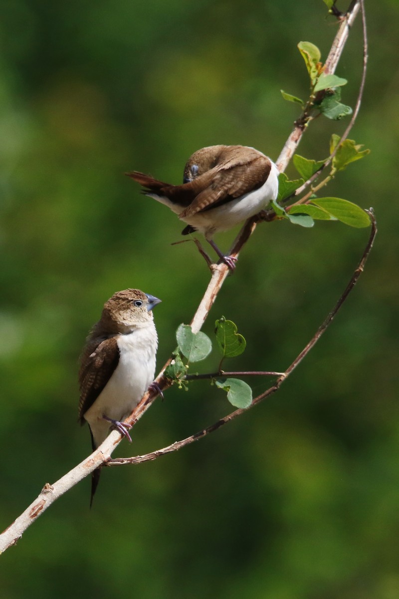 African Silverbill - ML624030019