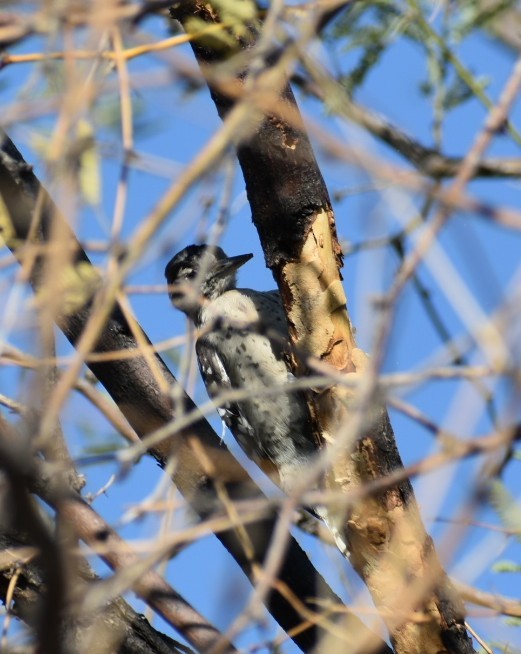 Ladder-backed Woodpecker - ML624030021