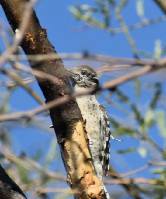 Ladder-backed Woodpecker - ML624030022