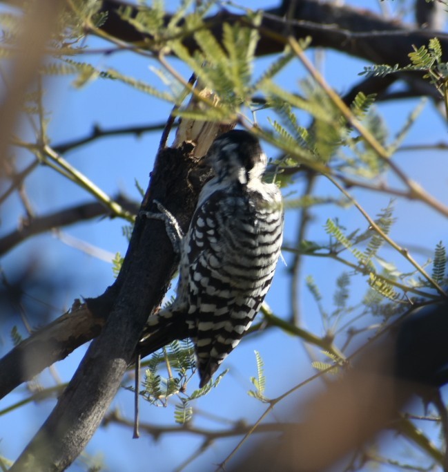 Ladder-backed Woodpecker - ML624030023