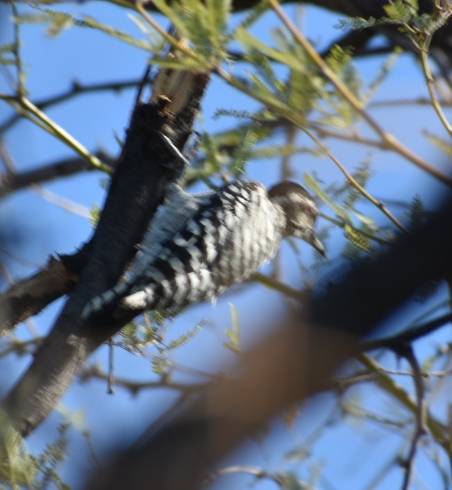 Ladder-backed Woodpecker - Terry Miller