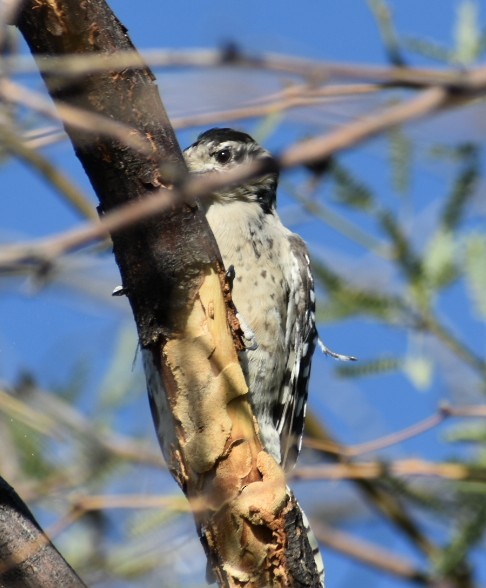 Ladder-backed Woodpecker - ML624030025