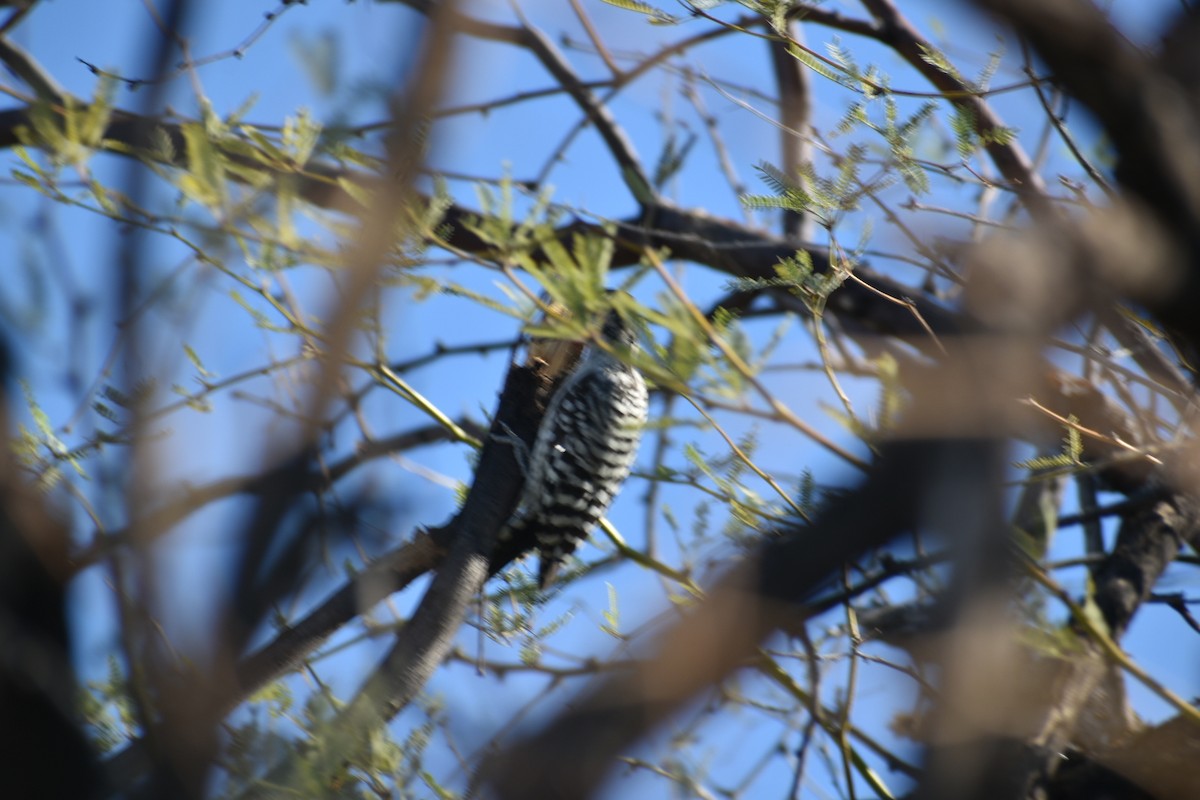 Ladder-backed Woodpecker - Terry Miller