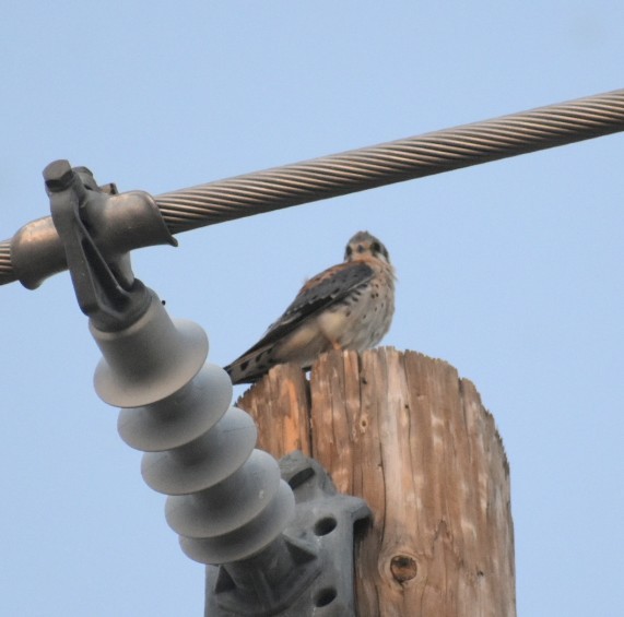 American Kestrel - ML624030038