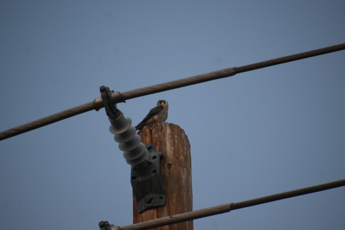 American Kestrel - ML624030039