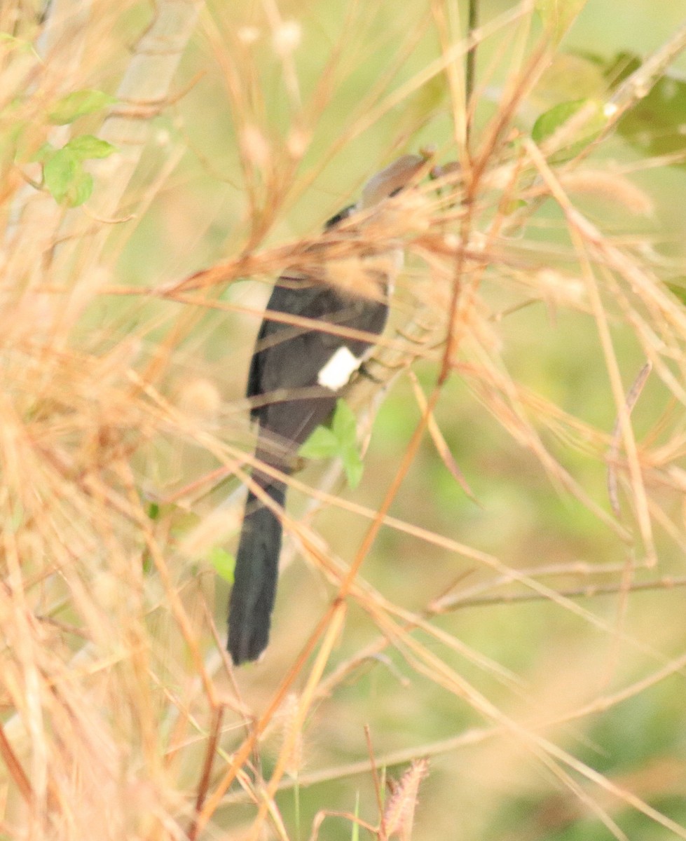 Pied Cuckoo - ML624030043