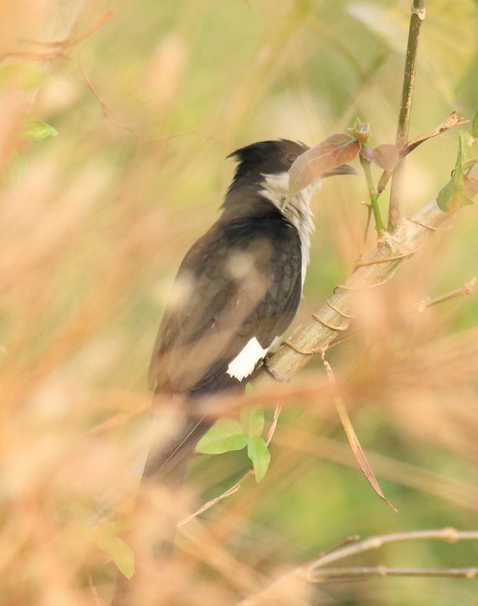 Pied Cuckoo - ML624030044