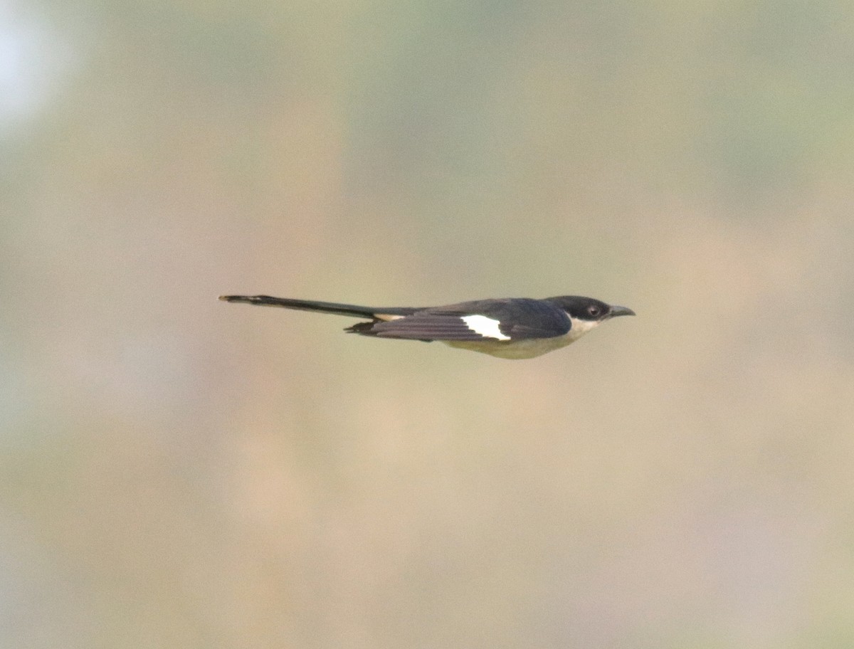 Pied Cuckoo - ML624030045