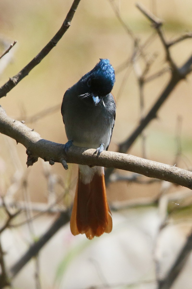 African Paradise-Flycatcher - Rik Vetter