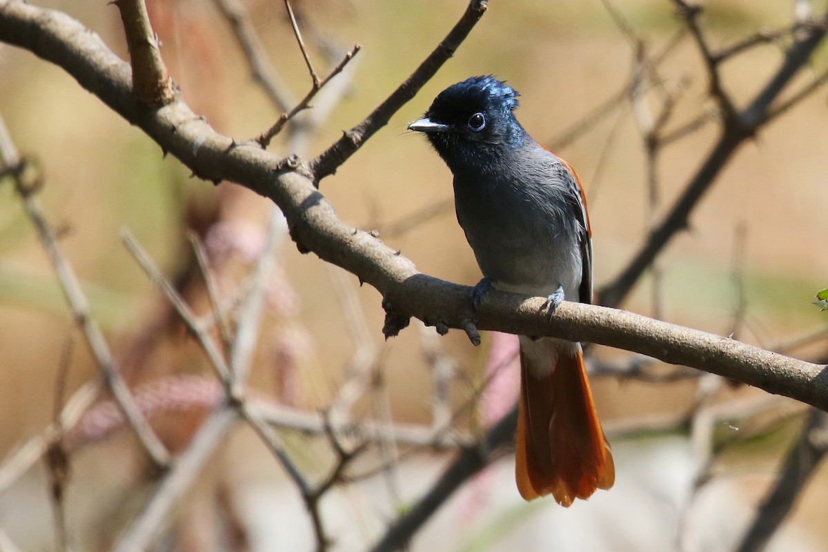 African Paradise-Flycatcher - ML624030056