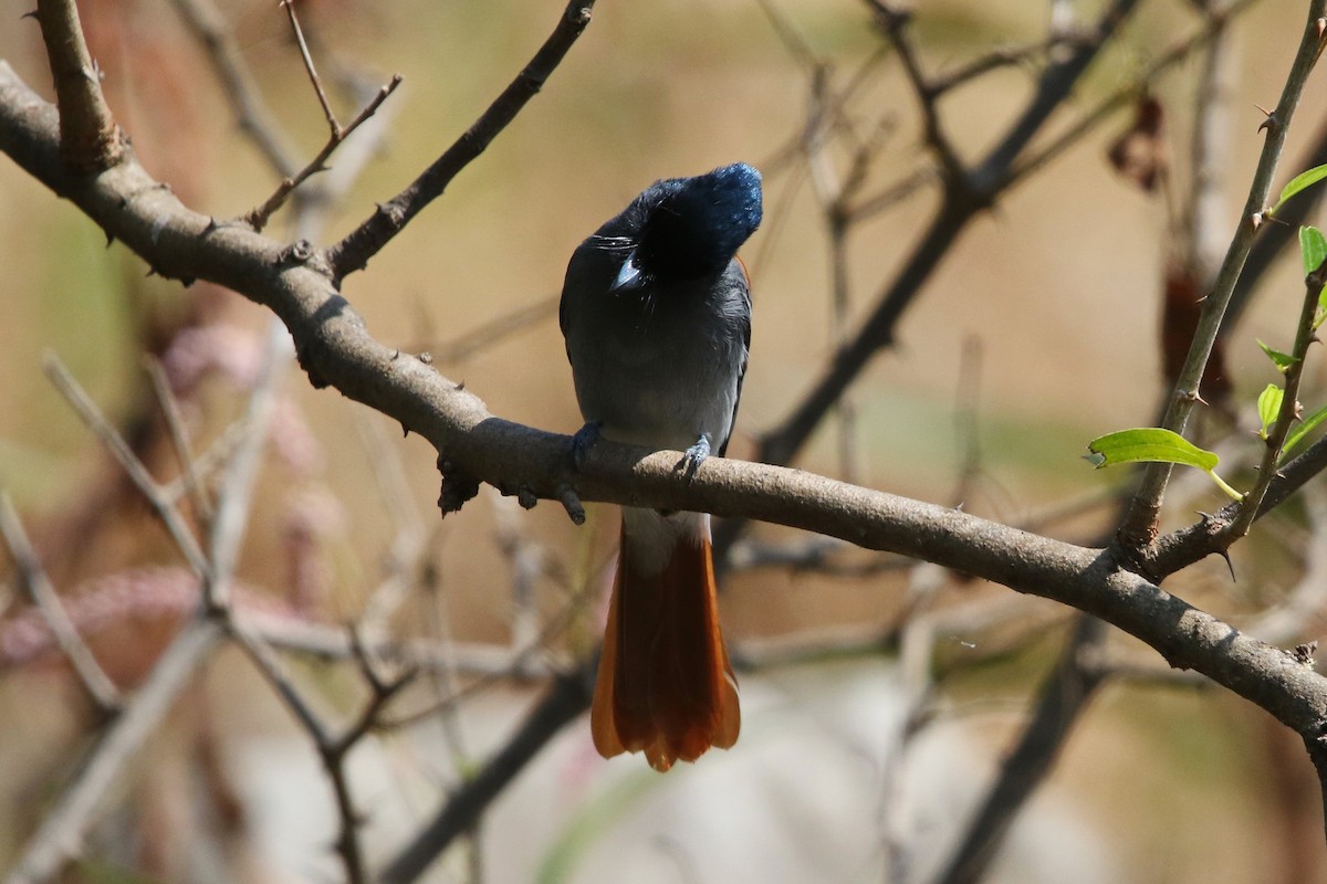 African Paradise-Flycatcher - ML624030057